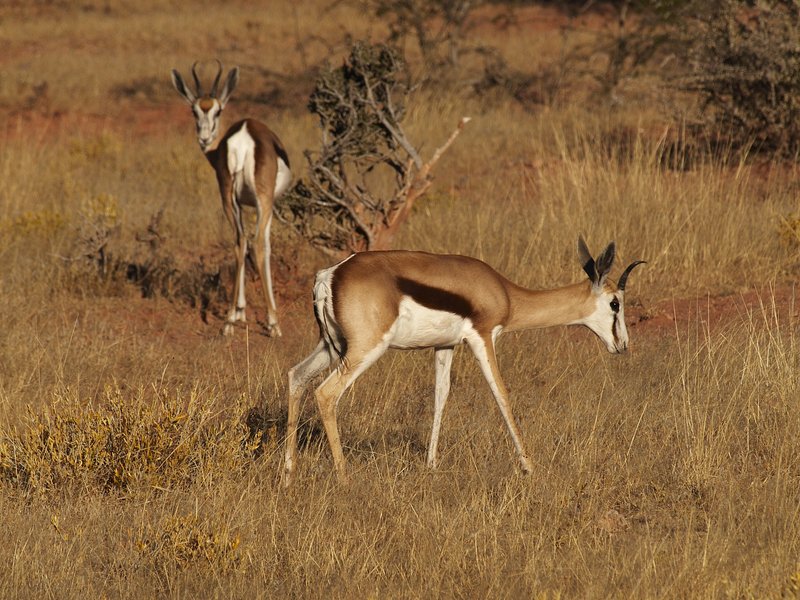 Springbok, Mount Etjo